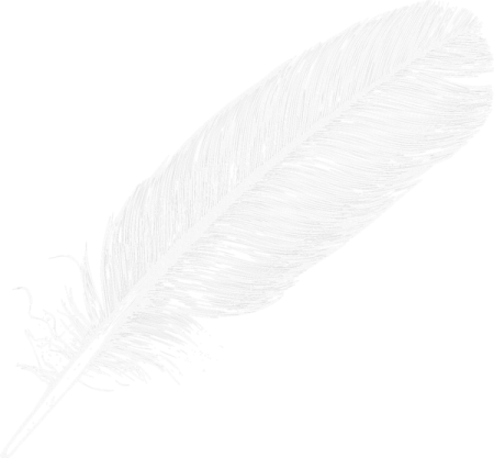 white feather on a white background