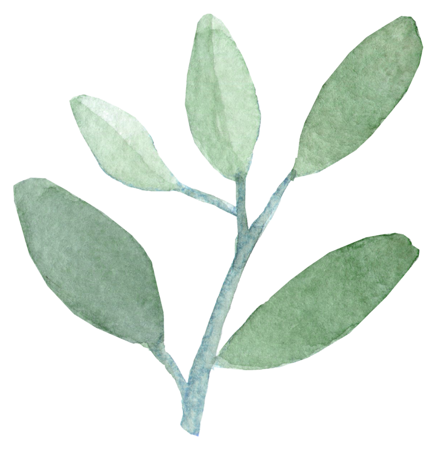 a green leaf on a white background