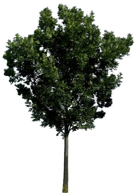 a tree on a white background