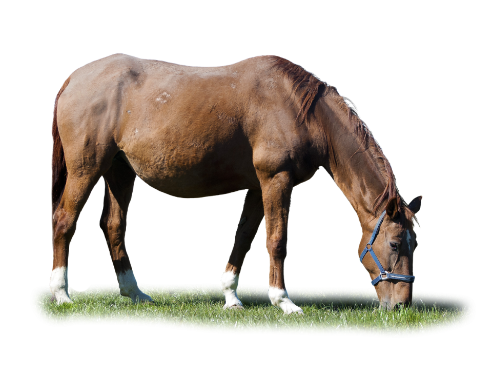 a brown horse eating grass in a field