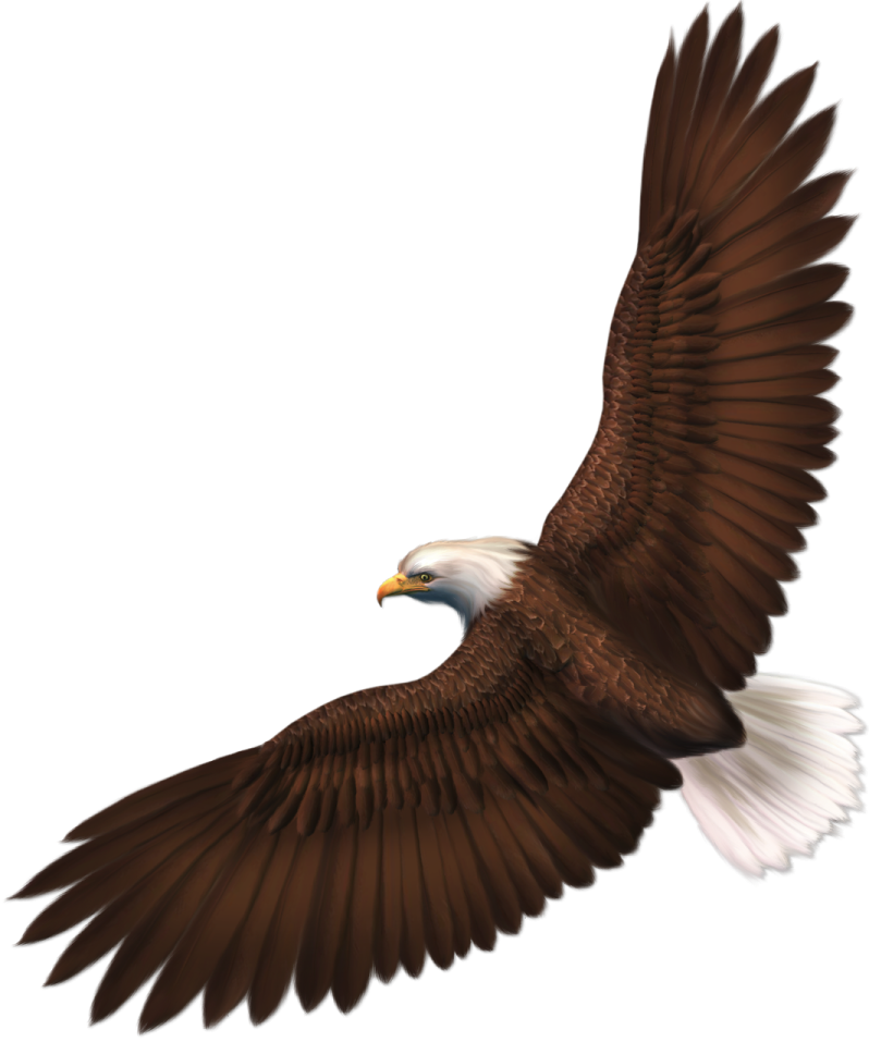 an eagle flying with its wings spread out