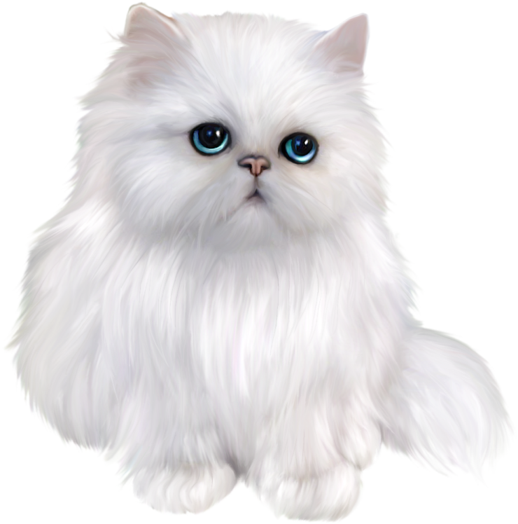 a white cat with blue eyes