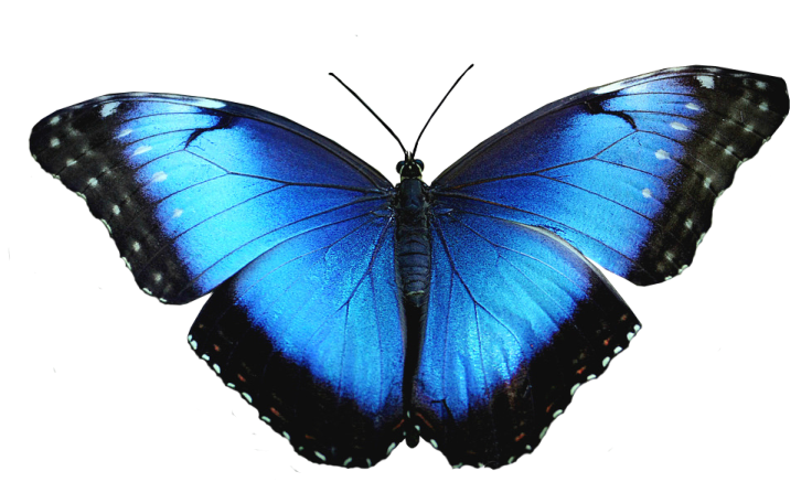 a blue butterfly on a white background