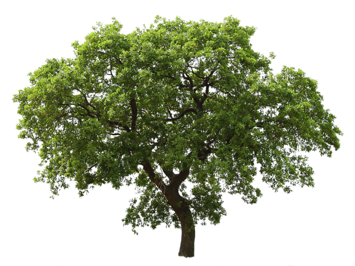 a tree on a white background
