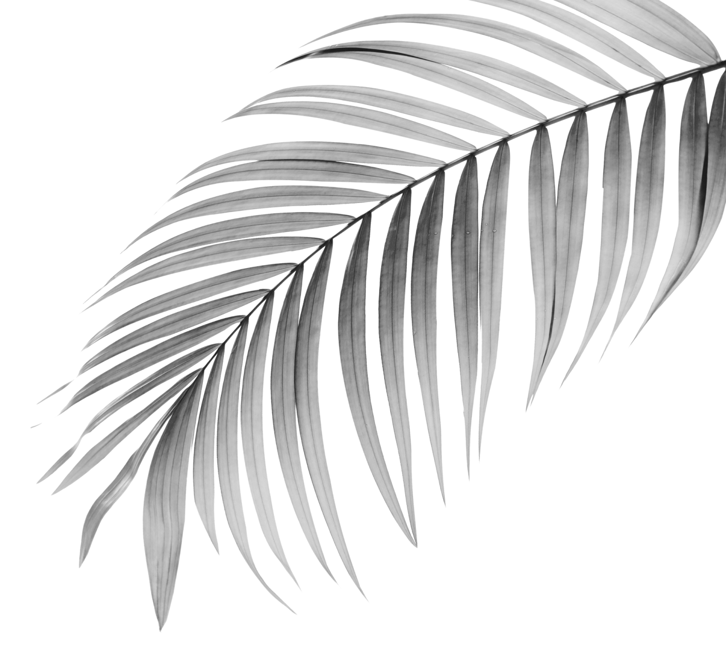 a black and white photo of palm leaves