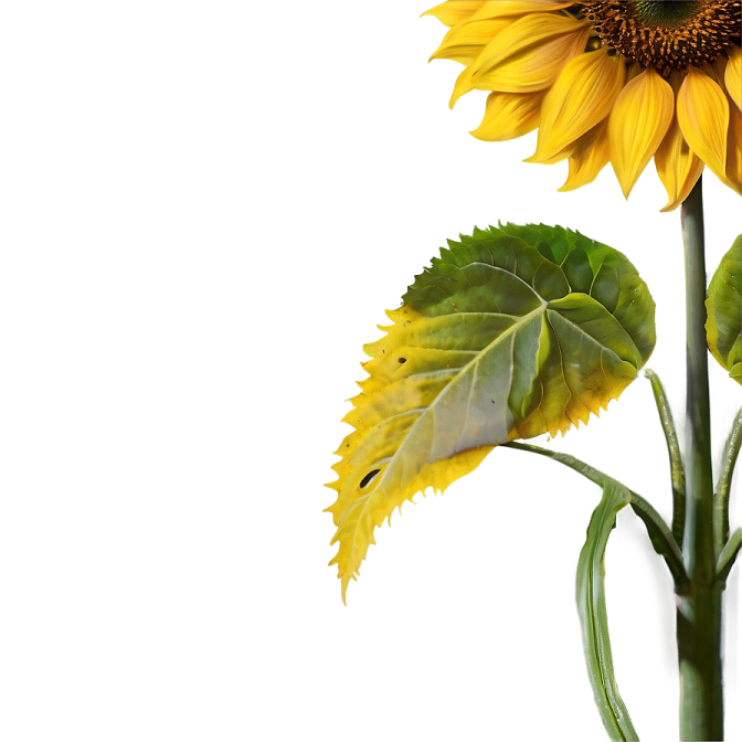 a yellow sunflower with green leaves in a vase