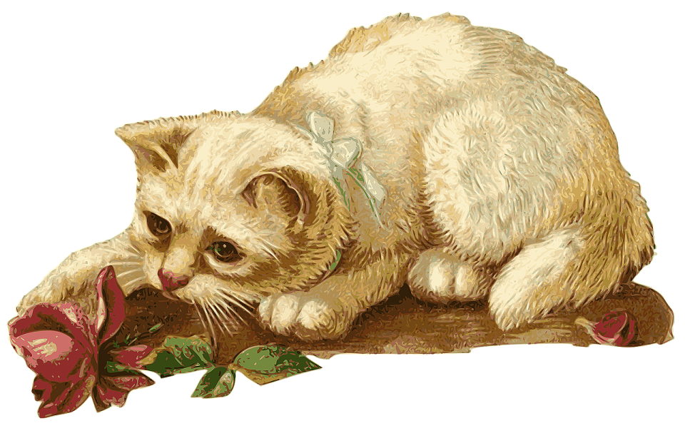 the cat is white