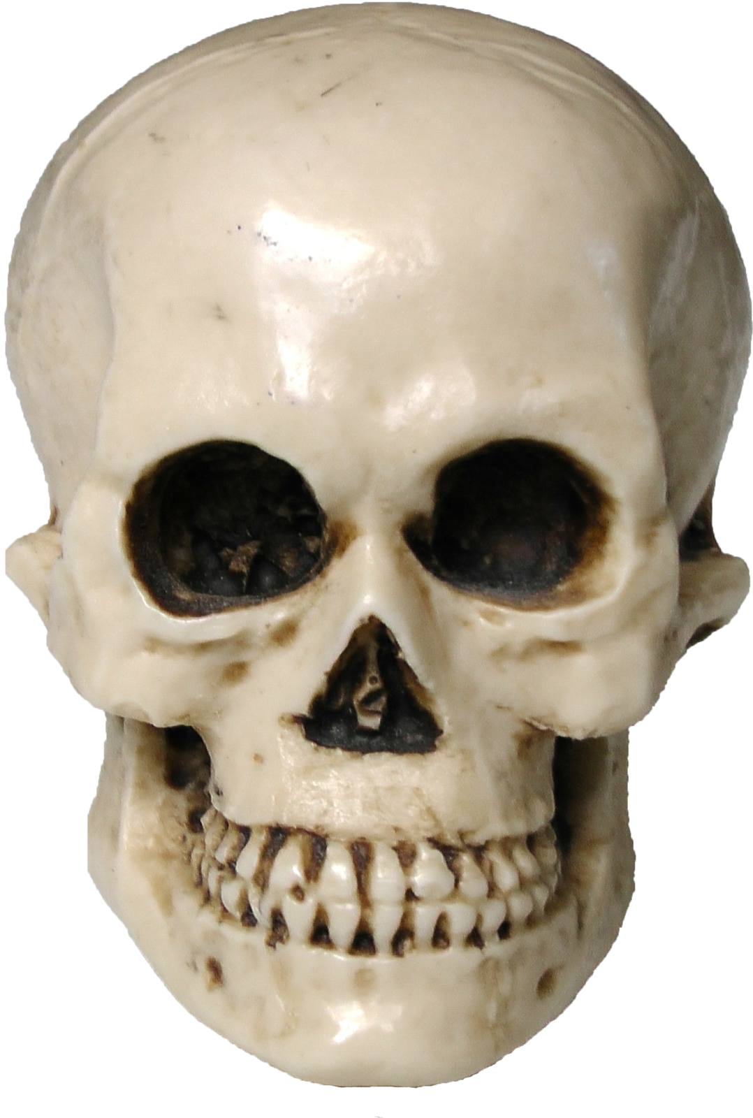 a close up of a human skull