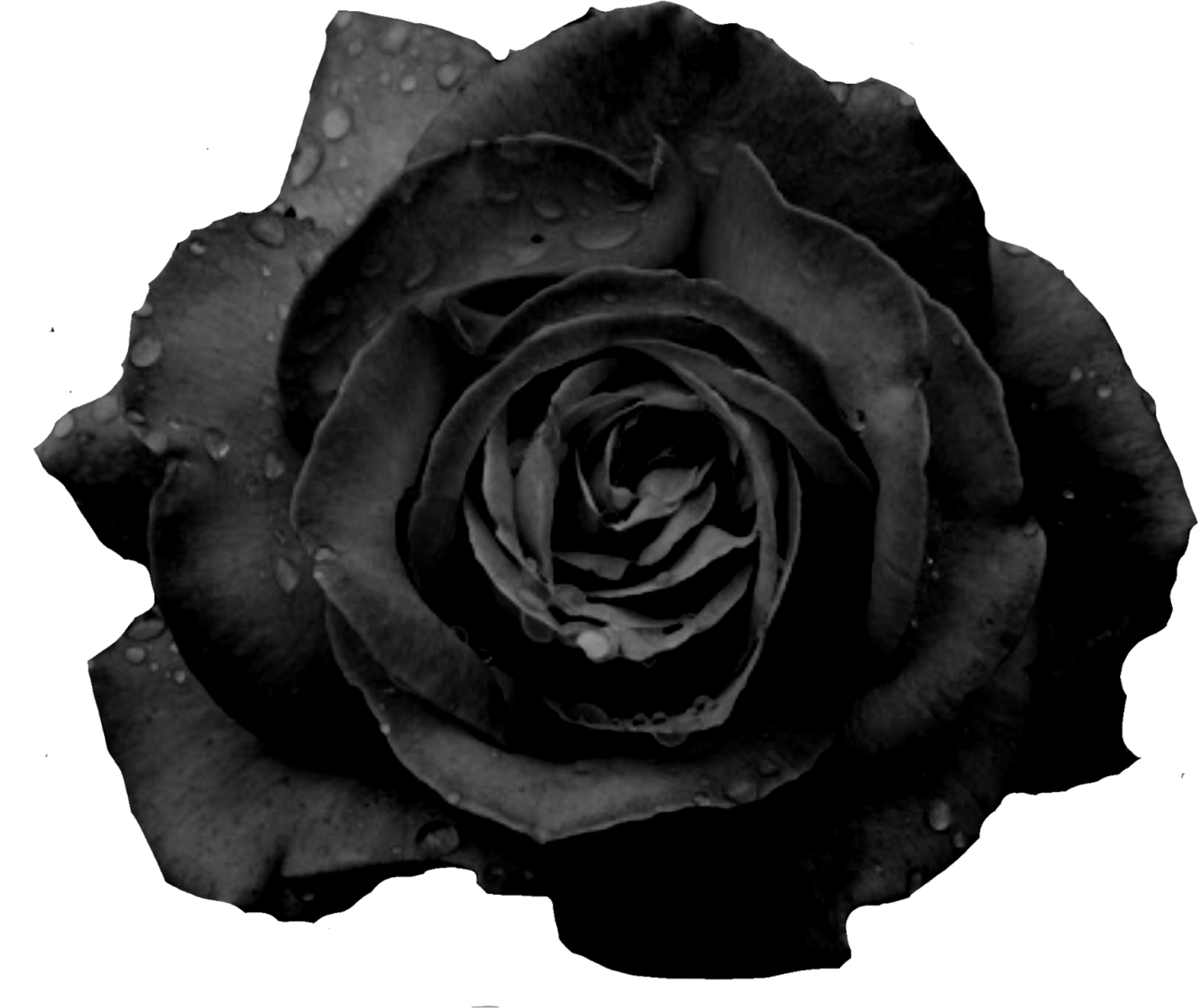 a black rose with water droplets on it