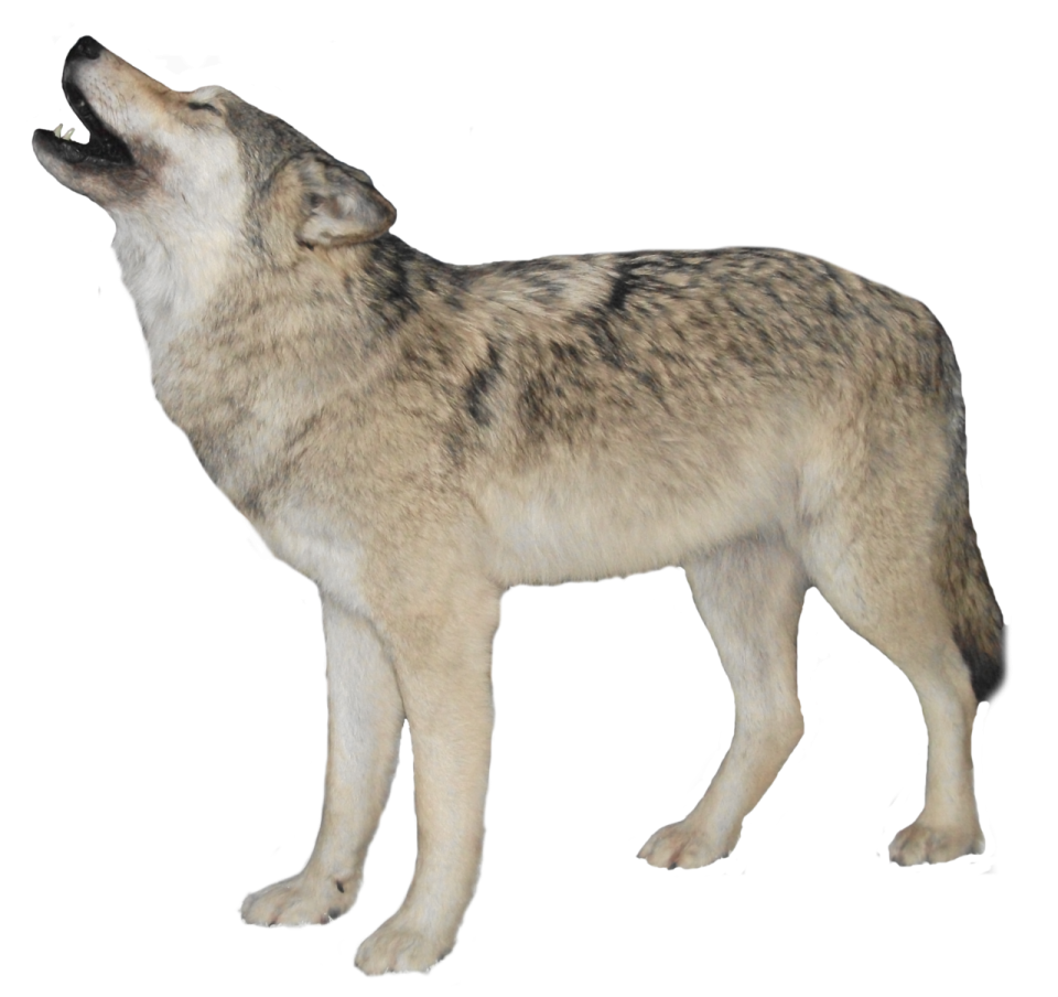 a wolf standing on a white background