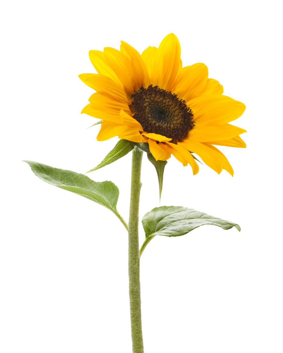 a single sunflower on a white background