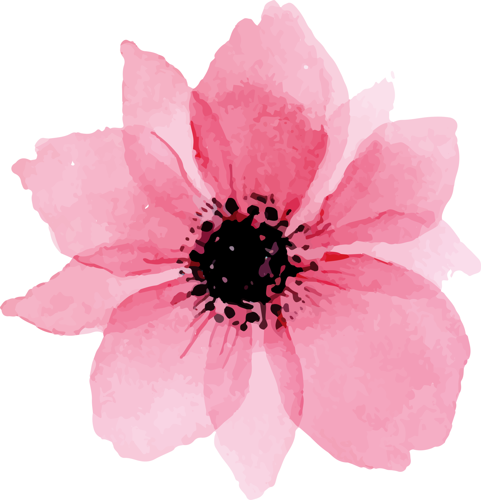 a pink flower on white background