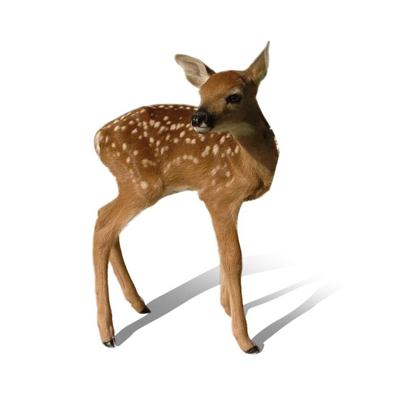 a baby deer standing in front of a white background