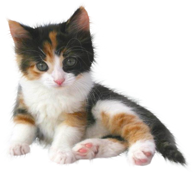 a small kitten laying down on the ground