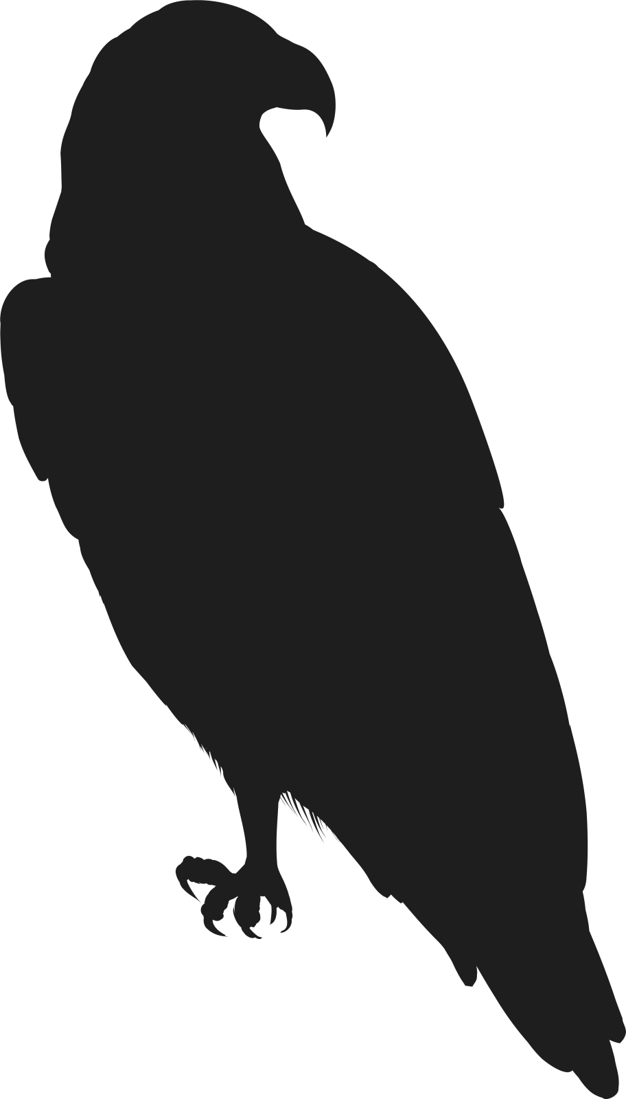 a black crow silhouetted on a white background