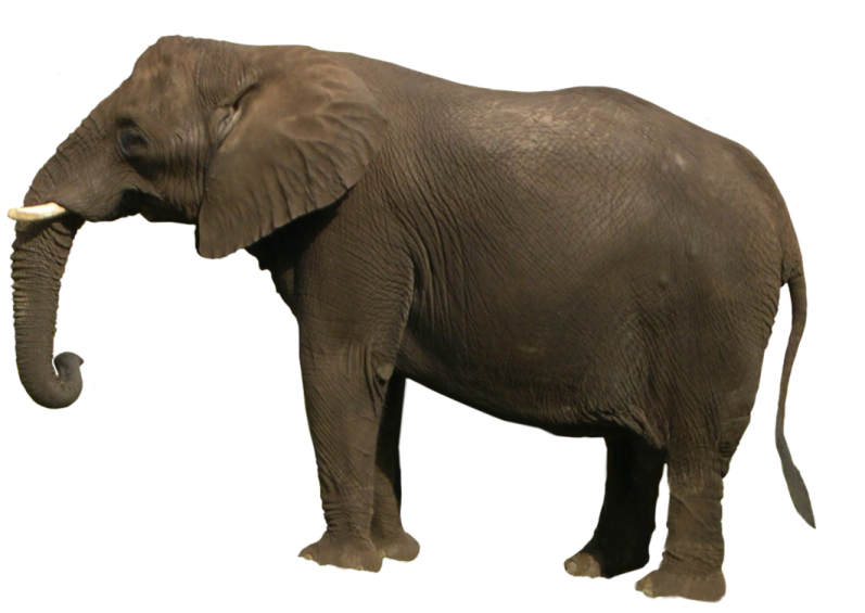 an elephant is standing on a white background