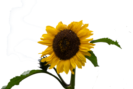 a single yellow sunflower on a white background