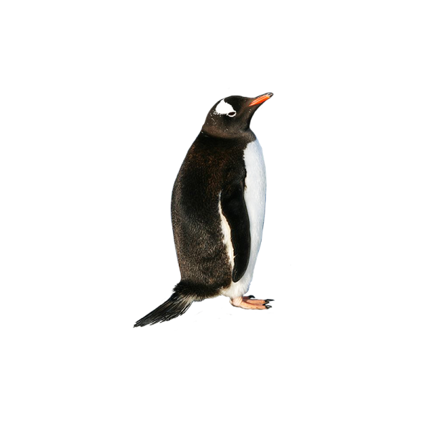 a penguin standing on top of a white surface