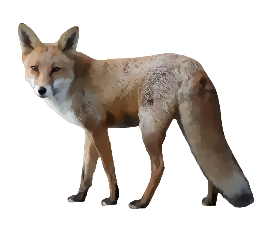 a drawing of a fox standing on a white background