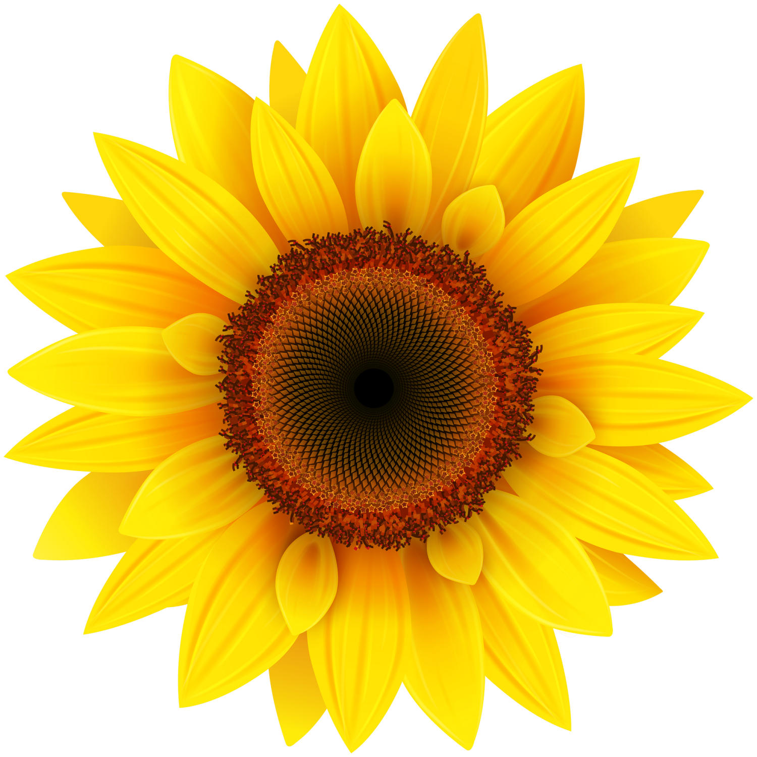 a yellow sunflower on a white background