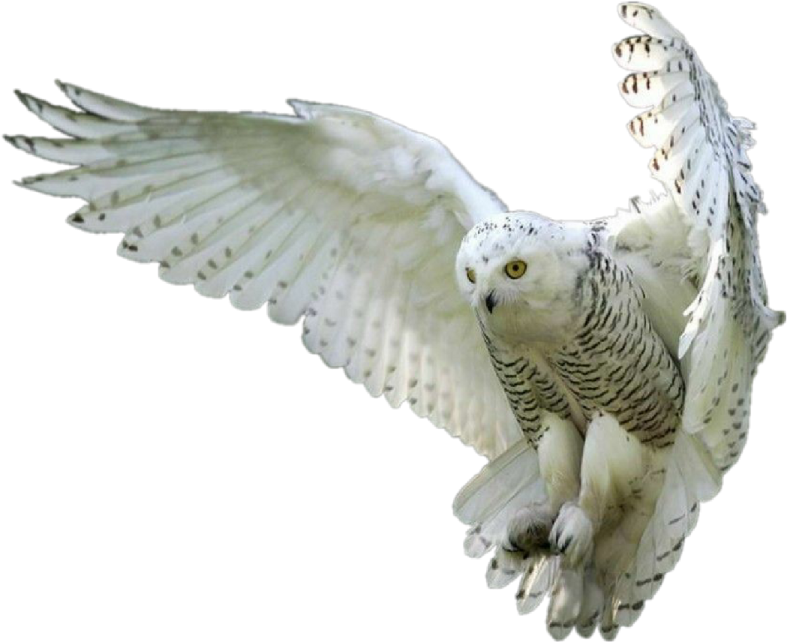 a white owl is flying in the air