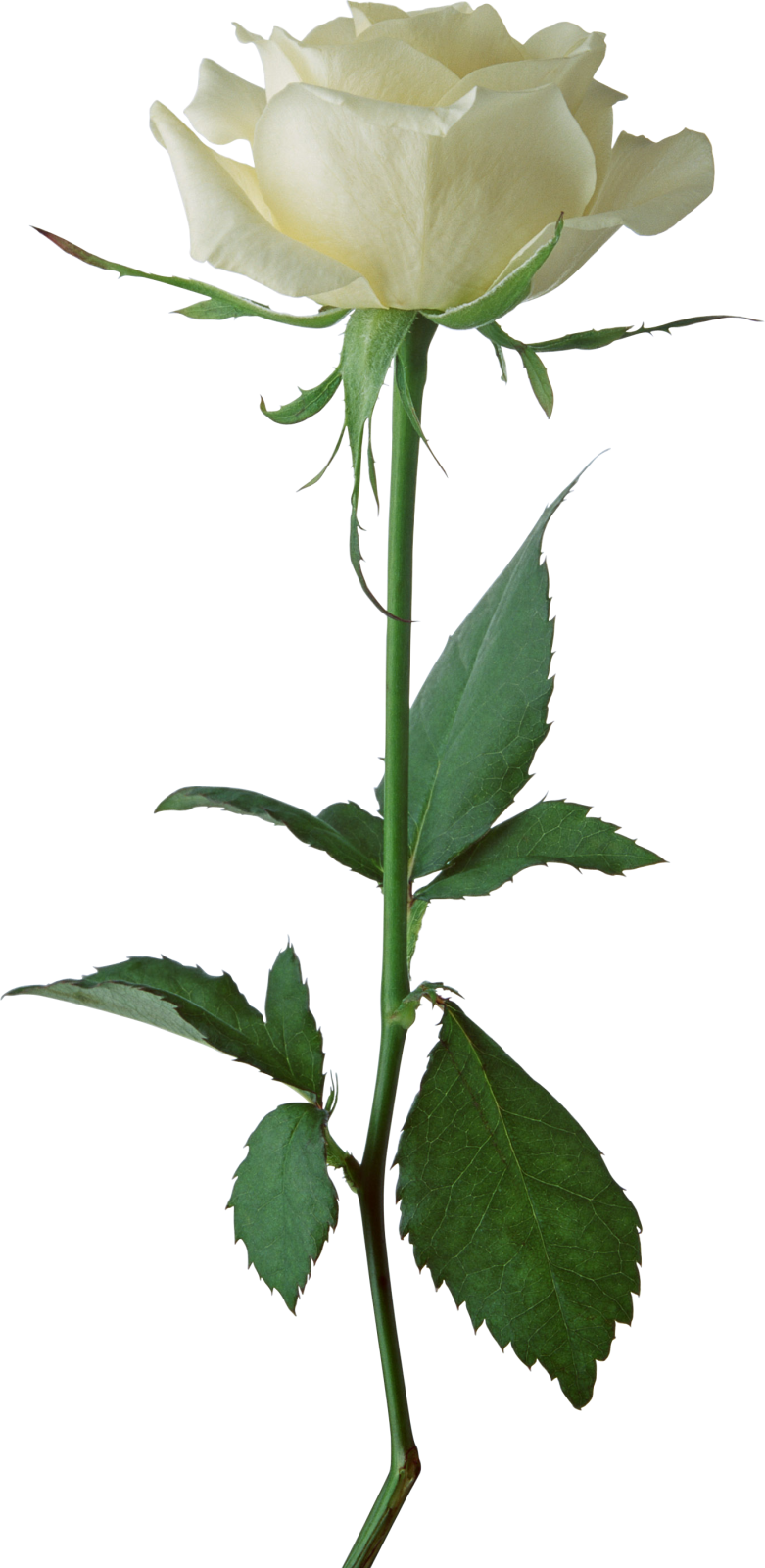 a single white rose on a white background