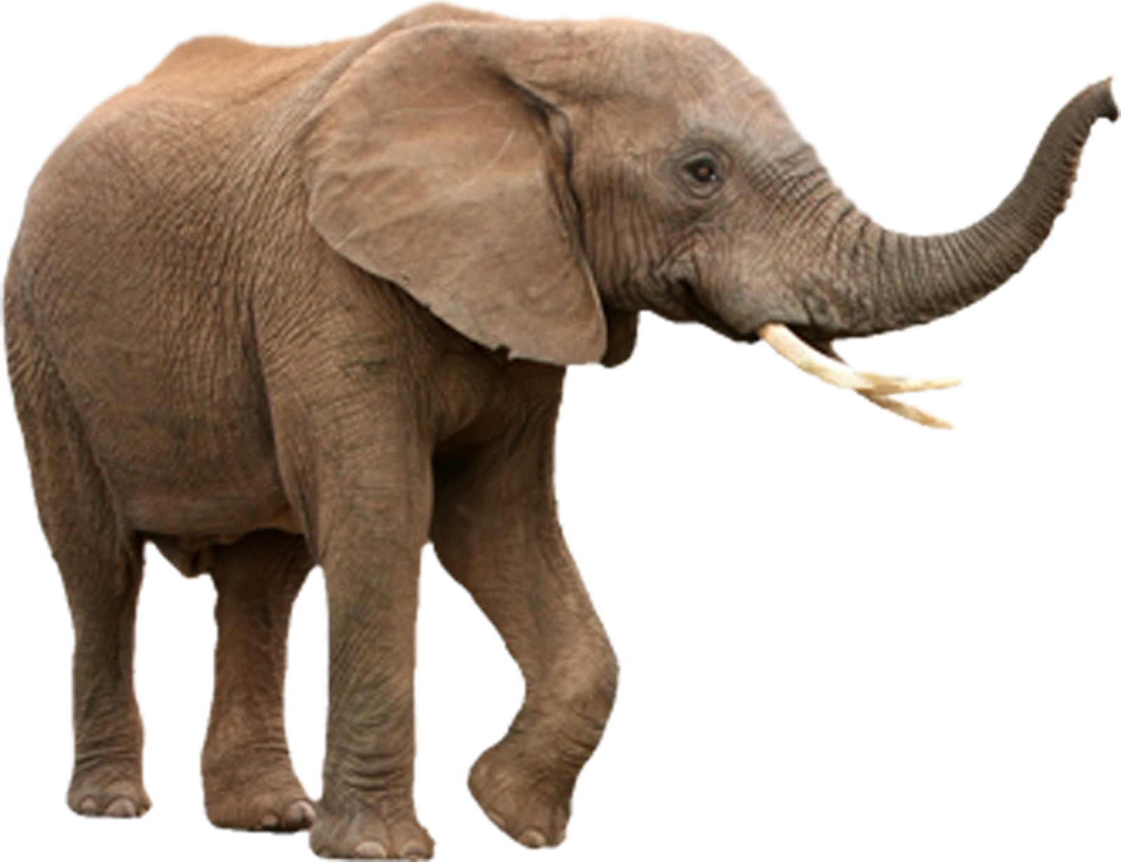 an elephant is standing in front of a white background