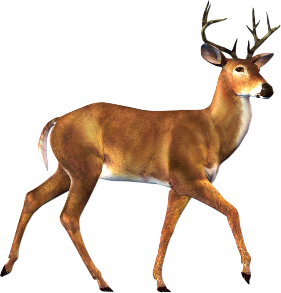 an image of a deer that is walking