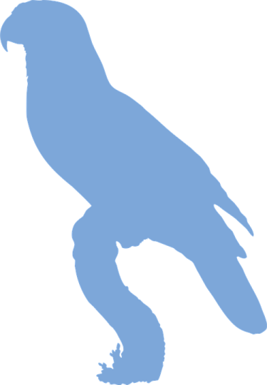 a bird silhouetted on a white background