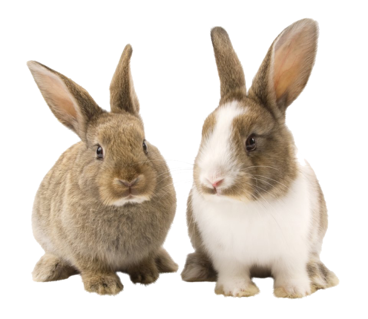 two rabbits on a white background