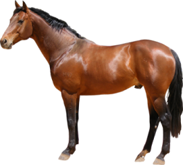 a brown horse standing in front of a white background