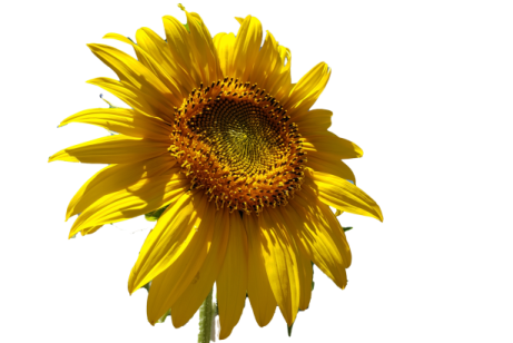 a yellow sunflower on a white background