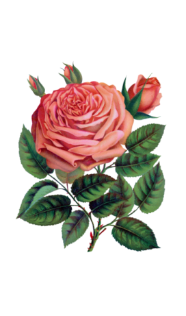 a drawing of a rose with green leaves