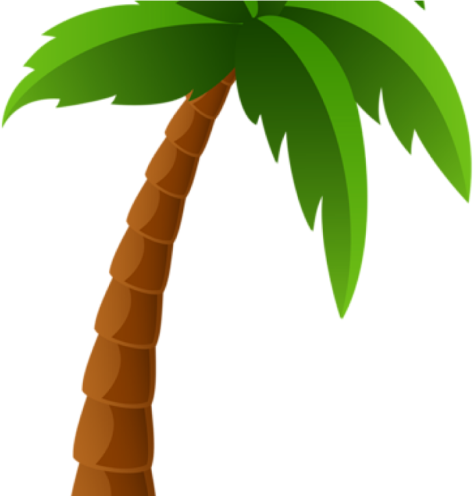a palm tree