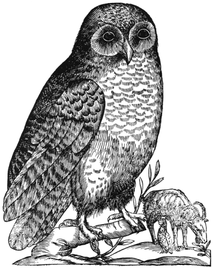 a black and white drawing of an owl sitting on a branch
