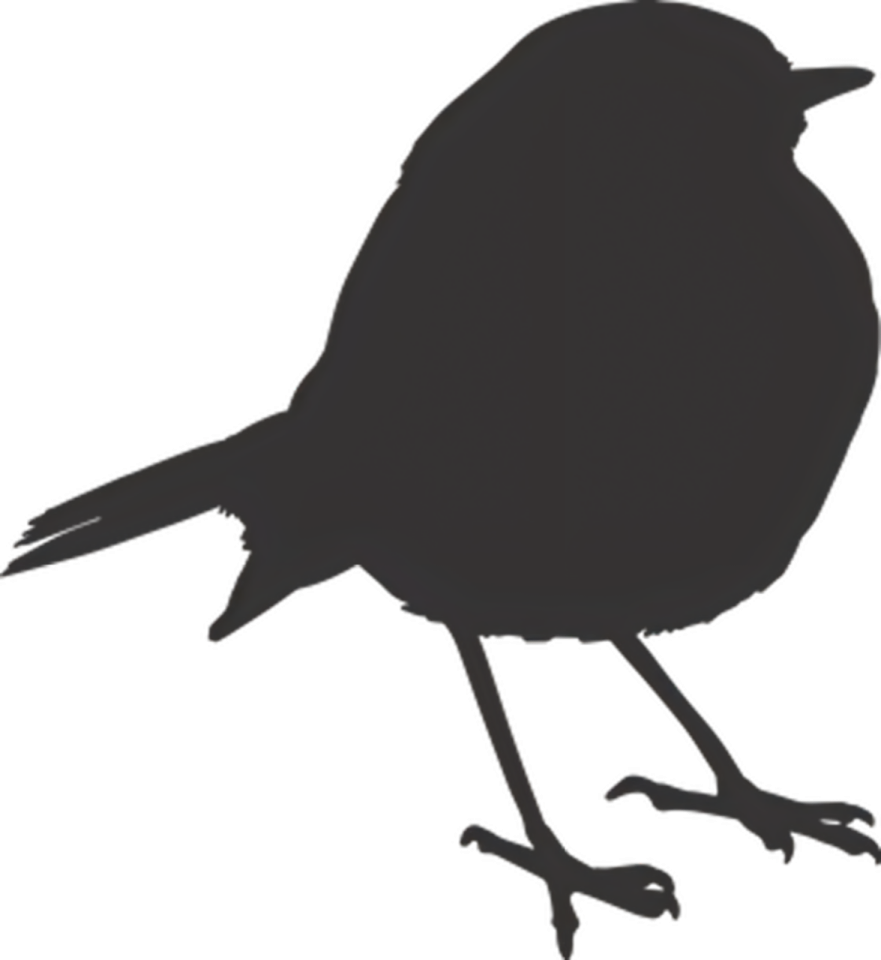 a black bird silhouetted on a white background