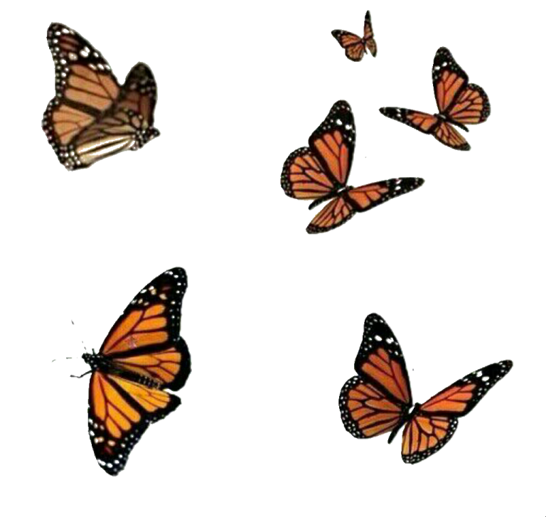 a group of butterflies flying in the air