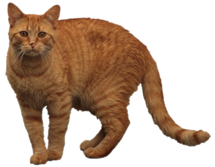 an orange cat walking on a white background