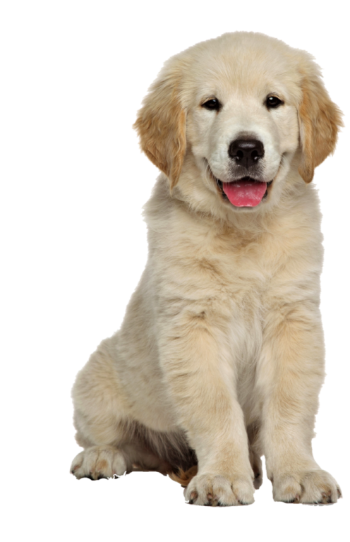 a puppy sitting down with its tongue out