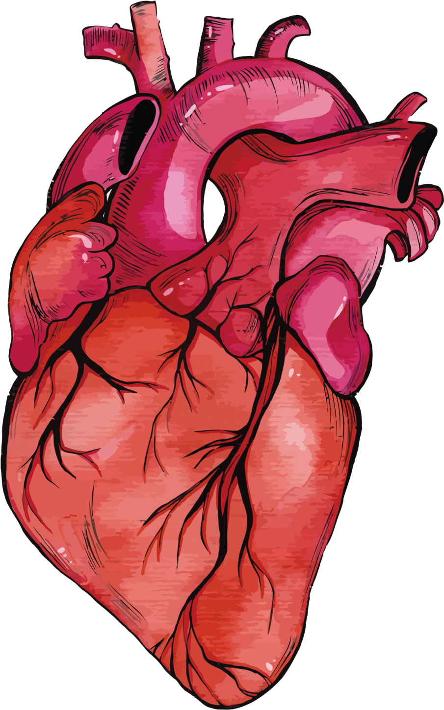 the human heart