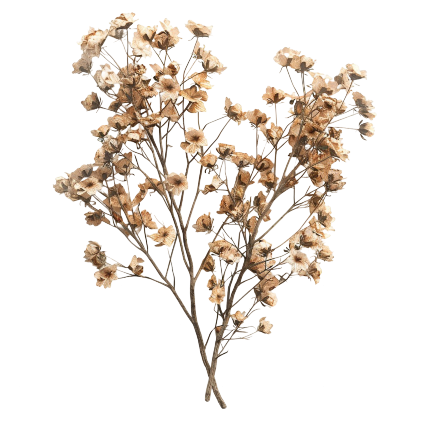 a branch of dried flowers on a white background