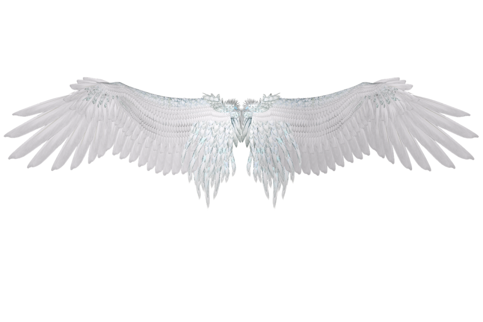 a white bird with wings