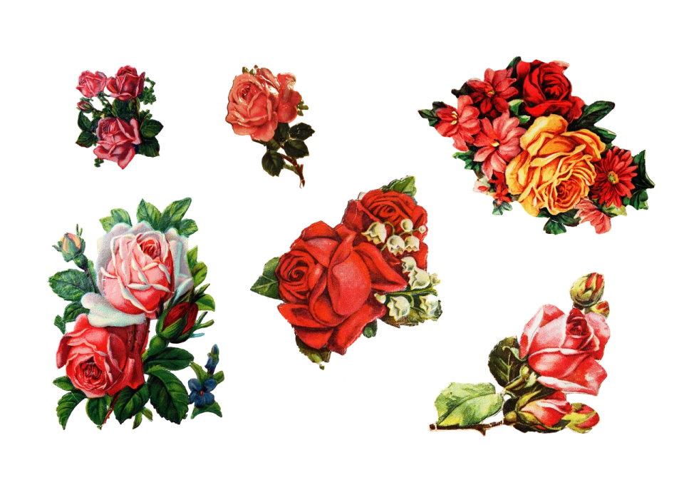 a bunch of roses on a white background