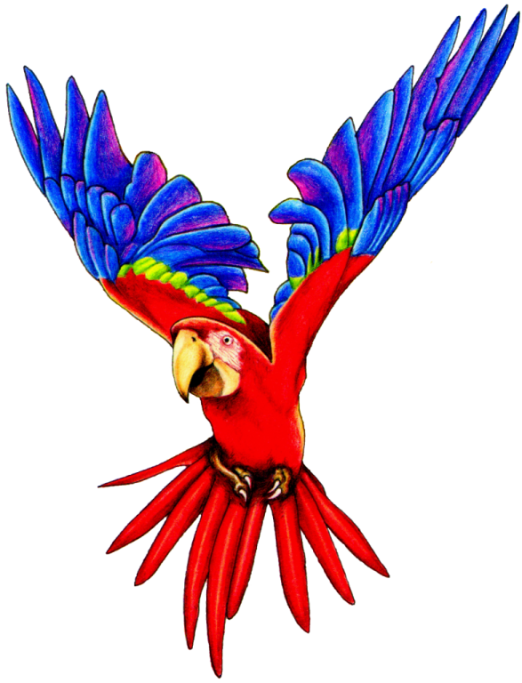 a drawing of a parrot flying in the air