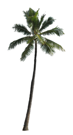 a palm tree on a white background