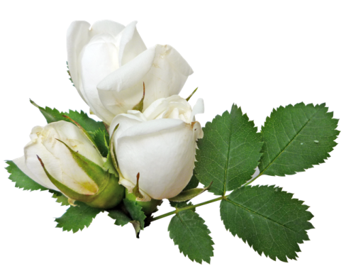a white rose with green leaves