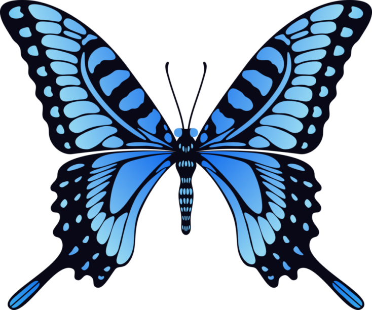 a blue butterfly on a white background