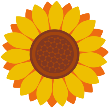 a sunflower on a white background