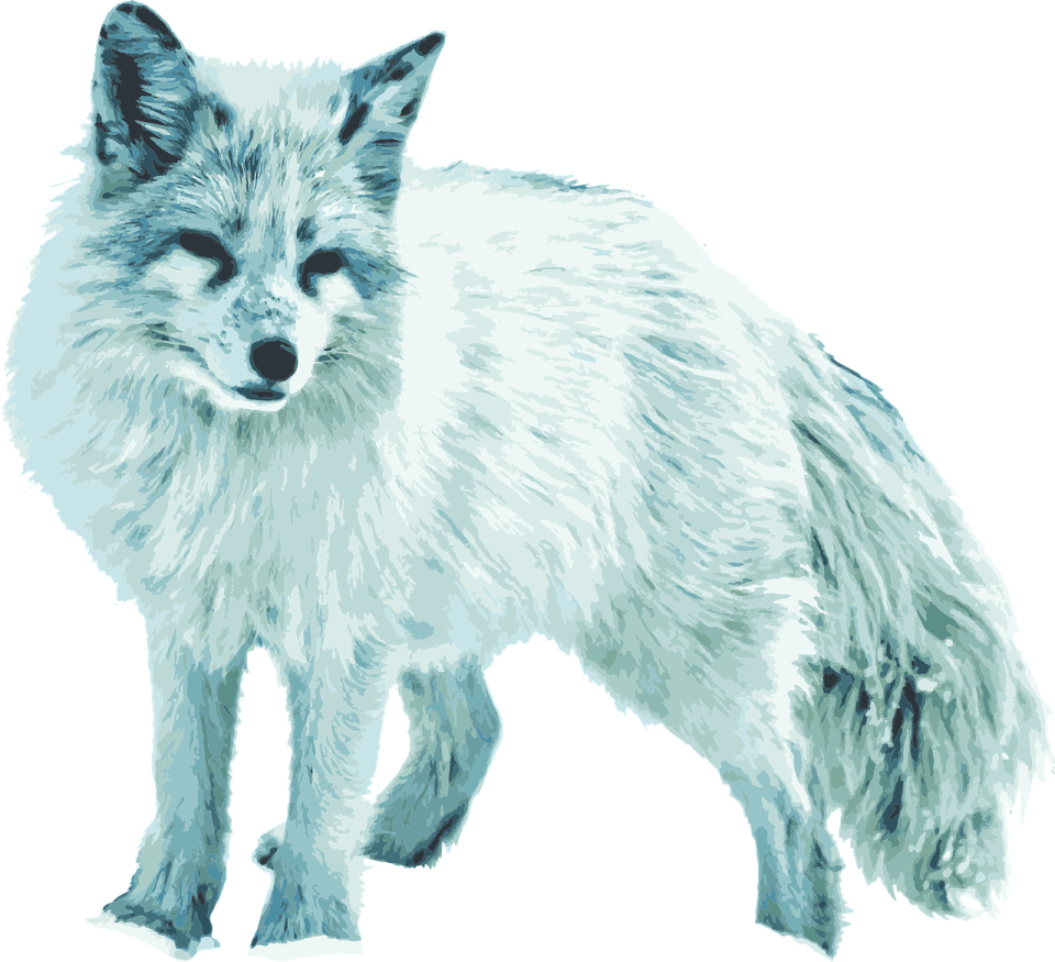 a drawing of a white fox