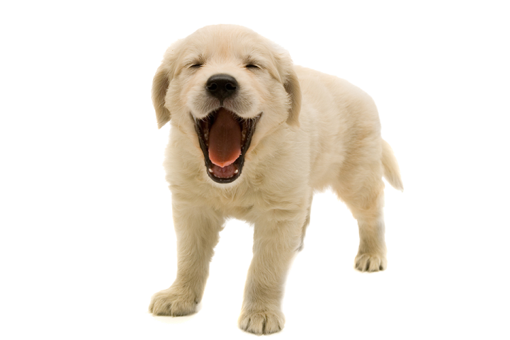 a small white dog with its mouth open